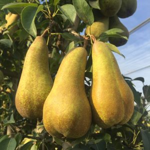 Abate Pears
