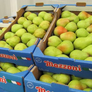 Mazzoni pears